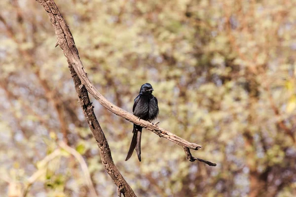 Drongo Posado Una Rama Parque Nacional Keoladeo Bharatpur Rajastán India — Foto de Stock