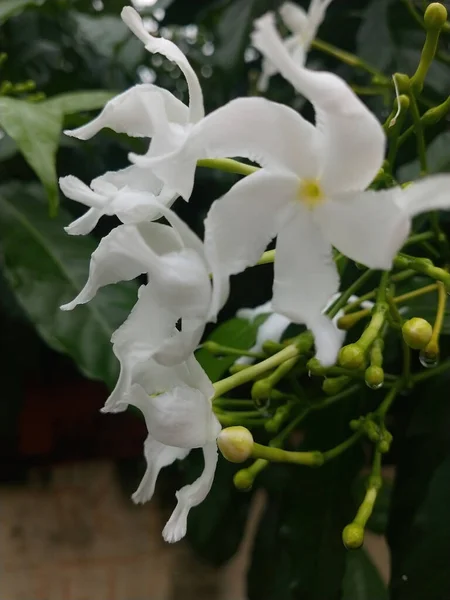 Ένα Κάθετο Κοντινό Πλάνο Των Όμορφων Λευκών Λουλουδιών Γιασεμί Στο — Φωτογραφία Αρχείου
