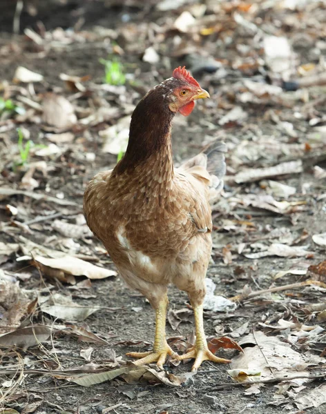 Gallos Una Gallina Busca Comida Lado Carretera — Foto de Stock