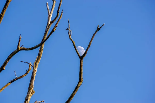 Eine Flache Aufnahme Kahler Äste Unter Blauem Himmel Mit Dem — Stockfoto