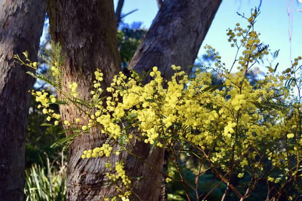 Wattle Bush Wentworth Falls Blue Mountains Australia — Stock Photo, Image