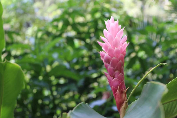 하와이 오하우 섬에서 꽃차례 — 스톡 사진