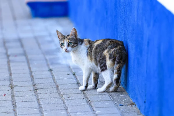 거리를 고양이 — 스톡 사진