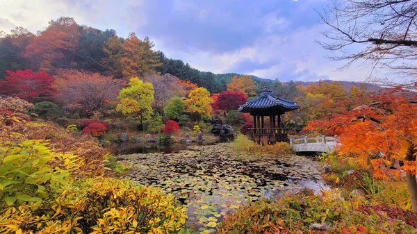 Una Hermosa Vista Del Jardín Mañana Capturado Otoño Ciudad Asan —  Fotos de Stock