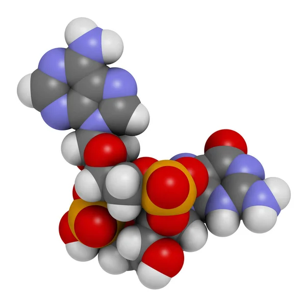 环鸟苷 磷酸腺苷 磷酸腺苷 Cgamp 3D渲染 原子被表示为球体 — 图库照片