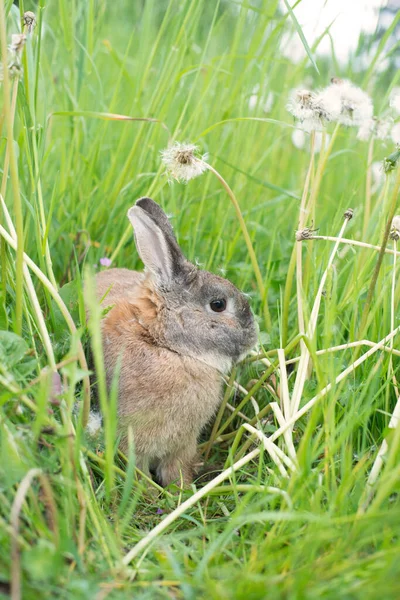 Rabbit Seduto Prato Con Trifoglio — Foto Stock