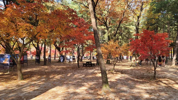 Uma Bela Vista Jardim Manhã Capturada Outono Cidade Asan Coreia — Fotografia de Stock