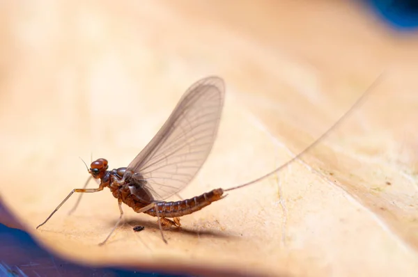 Mayfly Ephemeroptera Adulto Sobre Uma Folha Dia — Fotografia de Stock