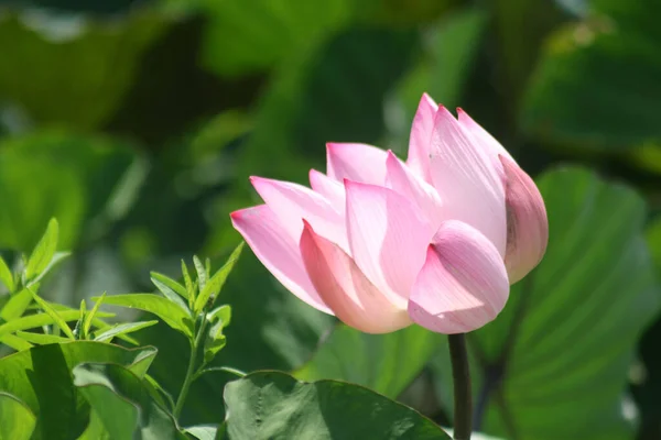Közelkép Virágzó Rózsaszín Lótuszvirág Nagy Tapéta — Stock Fotó