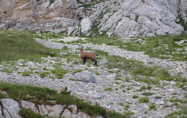 Ένα Βραχώδες Βουνό Βρύα Κάτω Από Τον Γαλάζιο Ουρανό — Φωτογραφία Αρχείου