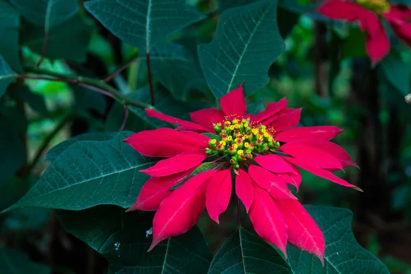 Ένα Poinsettia Δείχνει Μεγάλα Και Έντονα Χρώματα Bracts Στο Φυσικό — Φωτογραφία Αρχείου