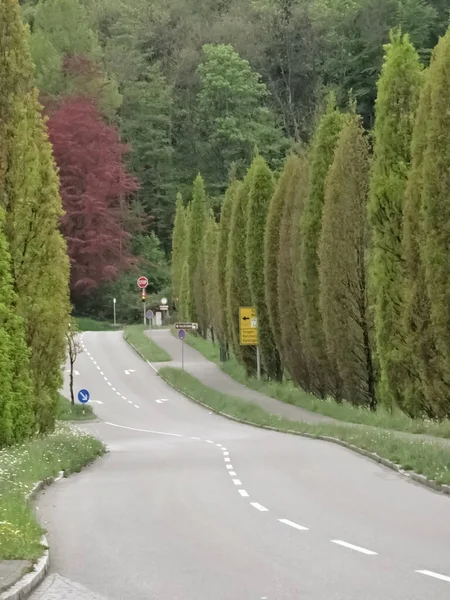 Een Zicht Een Lege Weg Europa Met Hoge Naaldbomen Aan — Stockfoto
