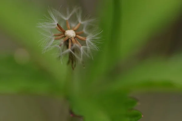 Close Uma Hypochaeris Radicata Erva Leitão Comum Que Está Fase — Fotografia de Stock