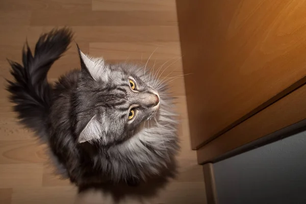 Retrato Grande Maine Coon Gato Sentado Frente Uma Porta Fechada — Fotografia de Stock