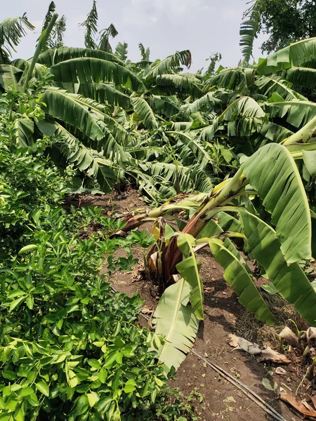 Фермер Потерял Много Банановых Деревьев Сильного Дождя Индии — стоковое фото