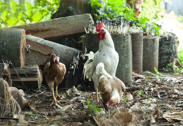 Hähne Und Eine Henne Auf Futtersuche Straßenrand — Stockfoto