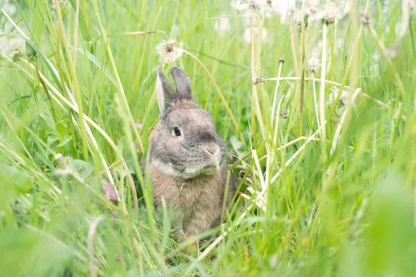 Lapin Est Assis Dans Une Prairie Avec Trèfle — Photo