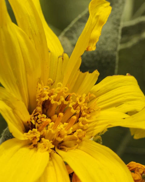 Λουλούδι Βρέθηκε Στο Σόδα Σπρινγκς Καλιφόρνια — Φωτογραφία Αρχείου