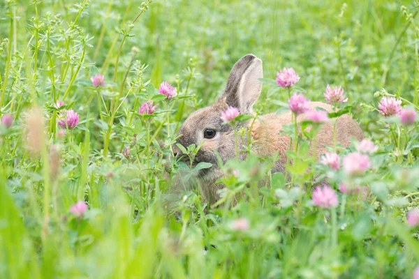 Kaninchen Sitzt Auf Einer Wiese Mit Klee — Stockfoto