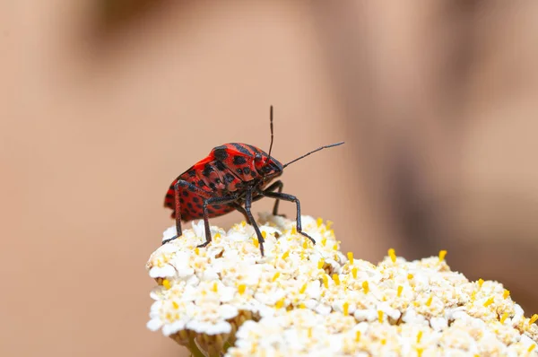 Graphosoma Lineatum Insecto Escudo Primer Plano Flor Blanca — Foto de Stock