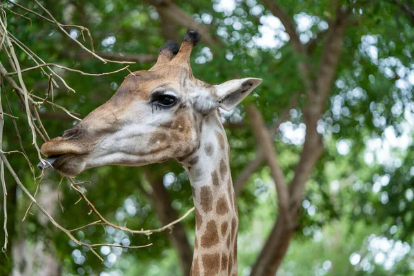 Gros Plan Une Girafe Nourrissant Branches Arbres — Photo