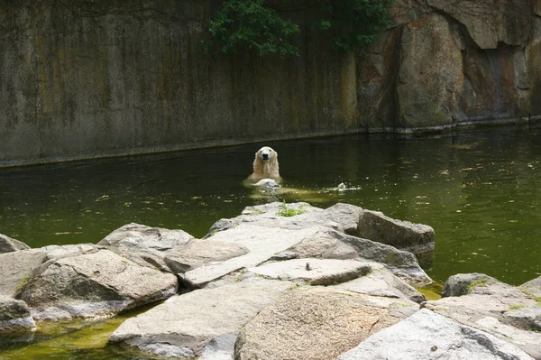 Närbild Isbjörn Simmar Sin Zoo Bur Pool — Stockfoto