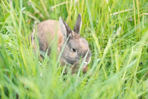 Kaninchen Sitzt Auf Einer Wiese Mit Klee — Stockfoto