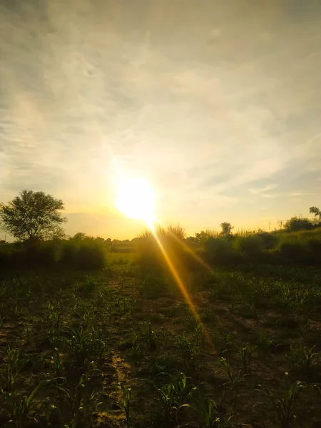 草原の上に美しい日の出の風景 — ストック写真