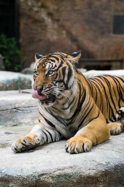 Primer Plano Vertical Tigre Descansando Sobre Piedra Zoológico — Foto de Stock