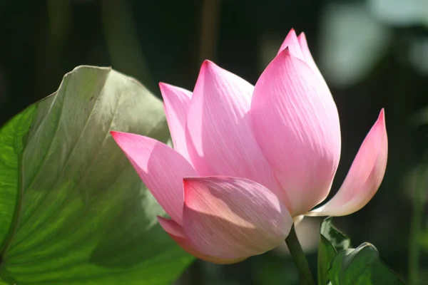 Eine Nahaufnahme Von Blühenden Rosa Lotusblume Ideal Für Tapeten — Stockfoto