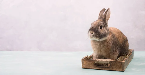 Conejo Pascua Sentado Una Cesta Con Heno Huevos Colores Copia —  Fotos de Stock