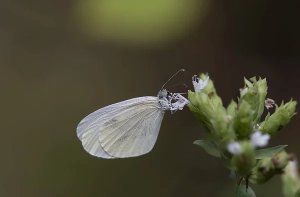 Borboleta Branca Madeira Leptidea Sinapis Alimentando Flor Roxa Andaluzia Espanha — Fotografia de Stock