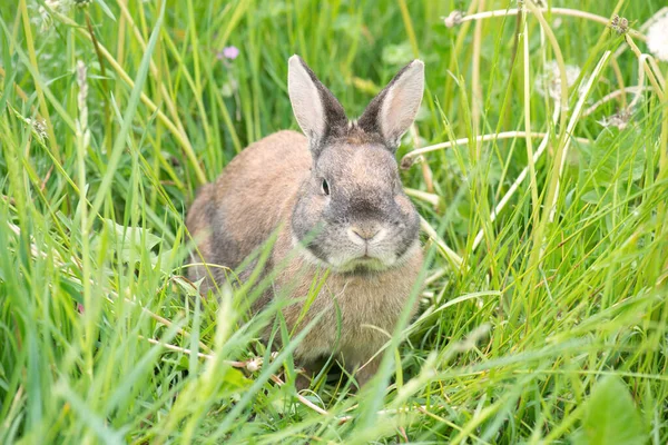 Кролик Сидит Лугу Клевером — стоковое фото