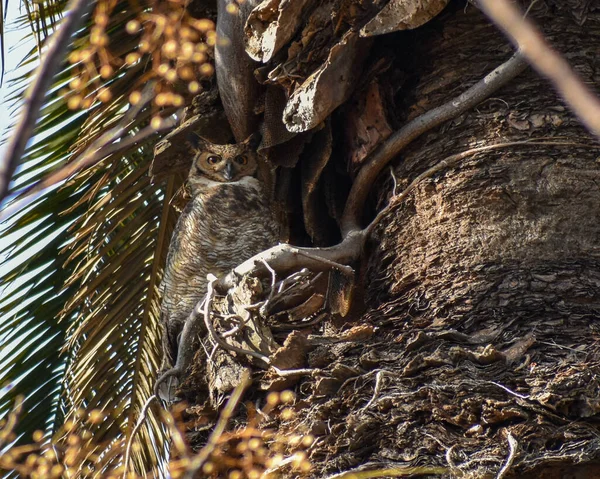 Gran Búho Cuernos Bubo Virginianus También Conocido Como Búho Tigre —  Fotos de Stock