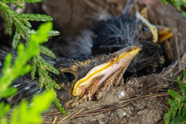 Een Close Van Merels Een Nest Een Veld Onder Het — Stockfoto