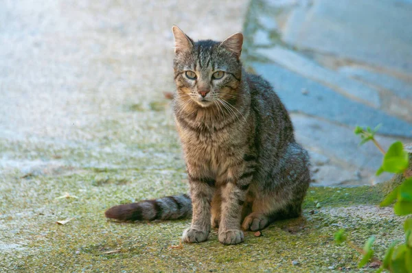 村の通りにグレーの国内猫 — ストック写真