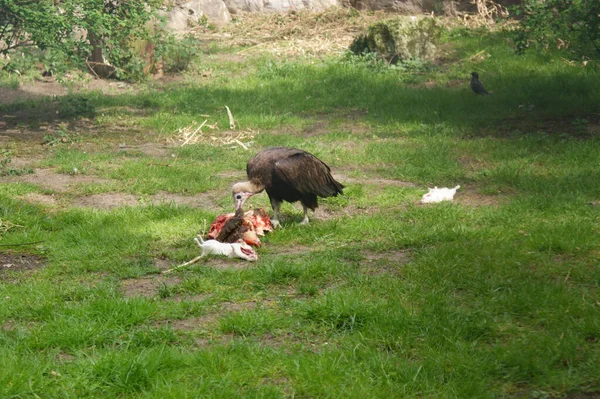 Nahaufnahme Eines Geiers Der Totes Tierfleisch Auf Dem Gras Frisst — Stockfoto