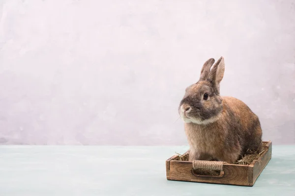 Osterhase Sitzt Einem Korb Mit Heu Und Bunten Eiern Leere — Stockfoto