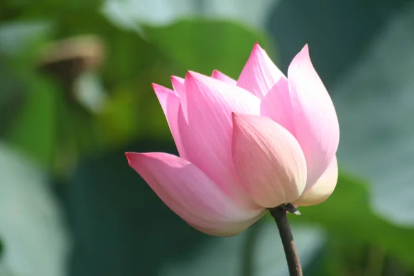 Tiro Close Flor Lótus Rosa Florescendo Ótimo Para Papel Parede — Fotografia de Stock