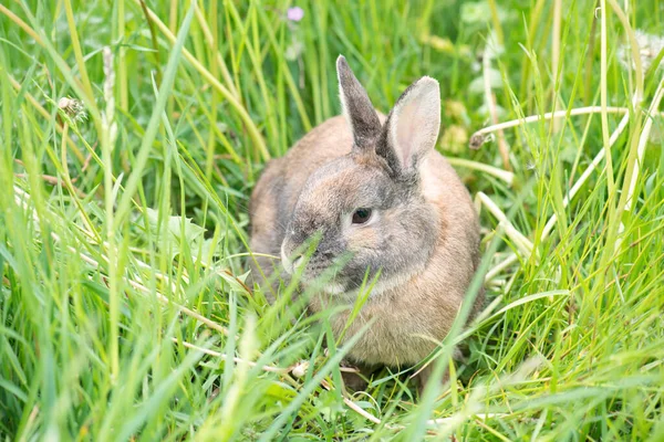 Lapin Est Assis Dans Une Prairie Avec Trèfle — Photo