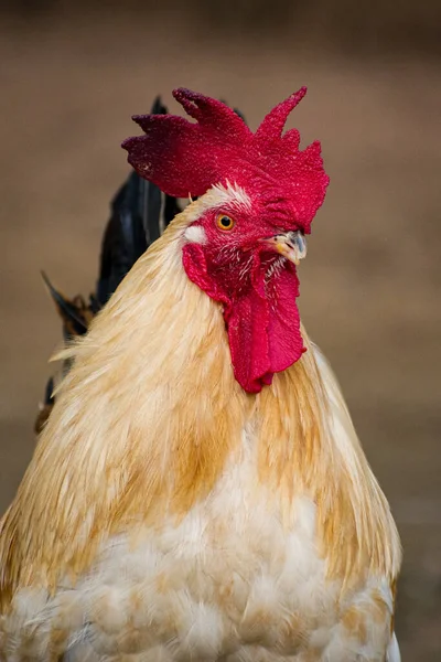 Eine Vertikale Aufnahme Eines Prächtigen Hahns Mit Einer Schönen Roten — Stockfoto