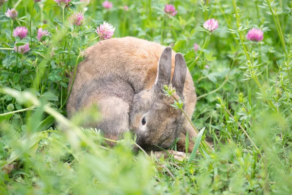 Tavşan Yoncayla Bir Çayırda Oturuyor — Stok fotoğraf