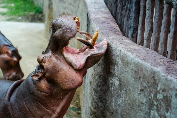 Hayvanat Bahçesinde Açık Çeneli Bir Aygırının Yakın Çekimi — Stok fotoğraf