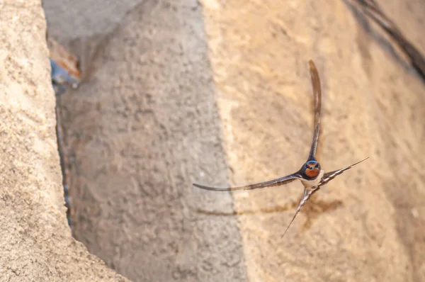 Kırlangıç Hirundo Rustica Bir Evin Yakınında Uçar — Stok fotoğraf