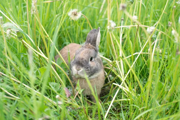 Lapin Est Assis Dans Une Prairie Avec Trèfle — Photo