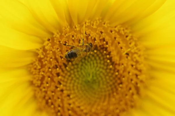 Крупный План Цветка Подсолнуха Пчелой Осыпанной Пыльцой — стоковое фото