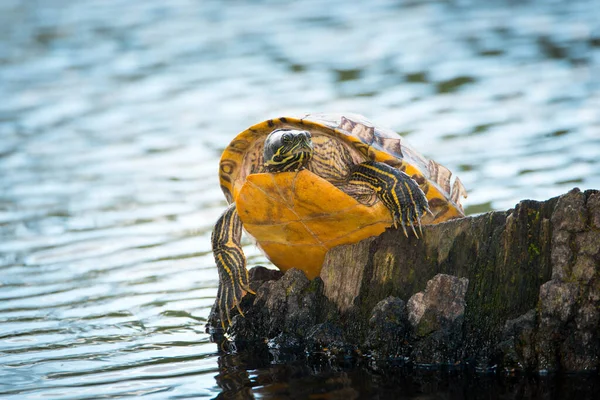 Tartaruga Barriga Amarela Sentada Tronco Árvore Uma Lagoa Trachemys Scripta — Fotografia de Stock