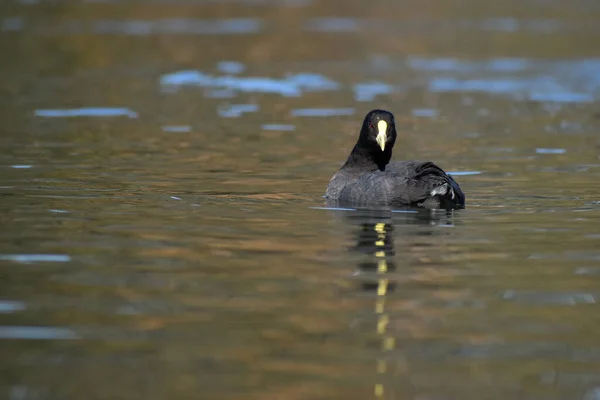 Λευκό Κουκούλι Fulica Leucoptera Στο Δημόσιο Πάρκο Iago Regatas Στο — Φωτογραφία Αρχείου