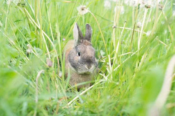 Lapin Est Assis Dans Une Prairie Avec Trèfle — Photo