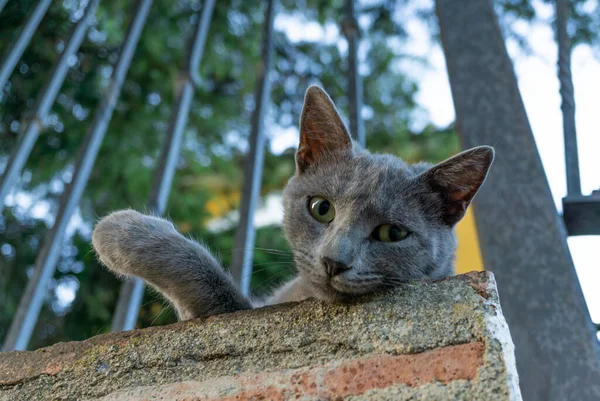 猫躺下看着摄像机 — 图库照片